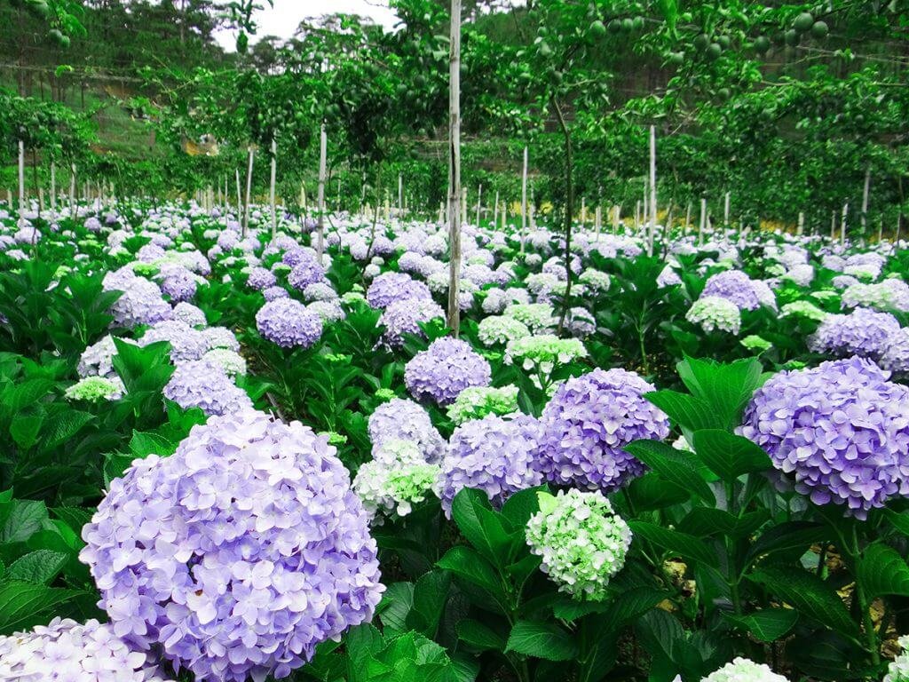 canh đồng hoa cẩm tú cầu